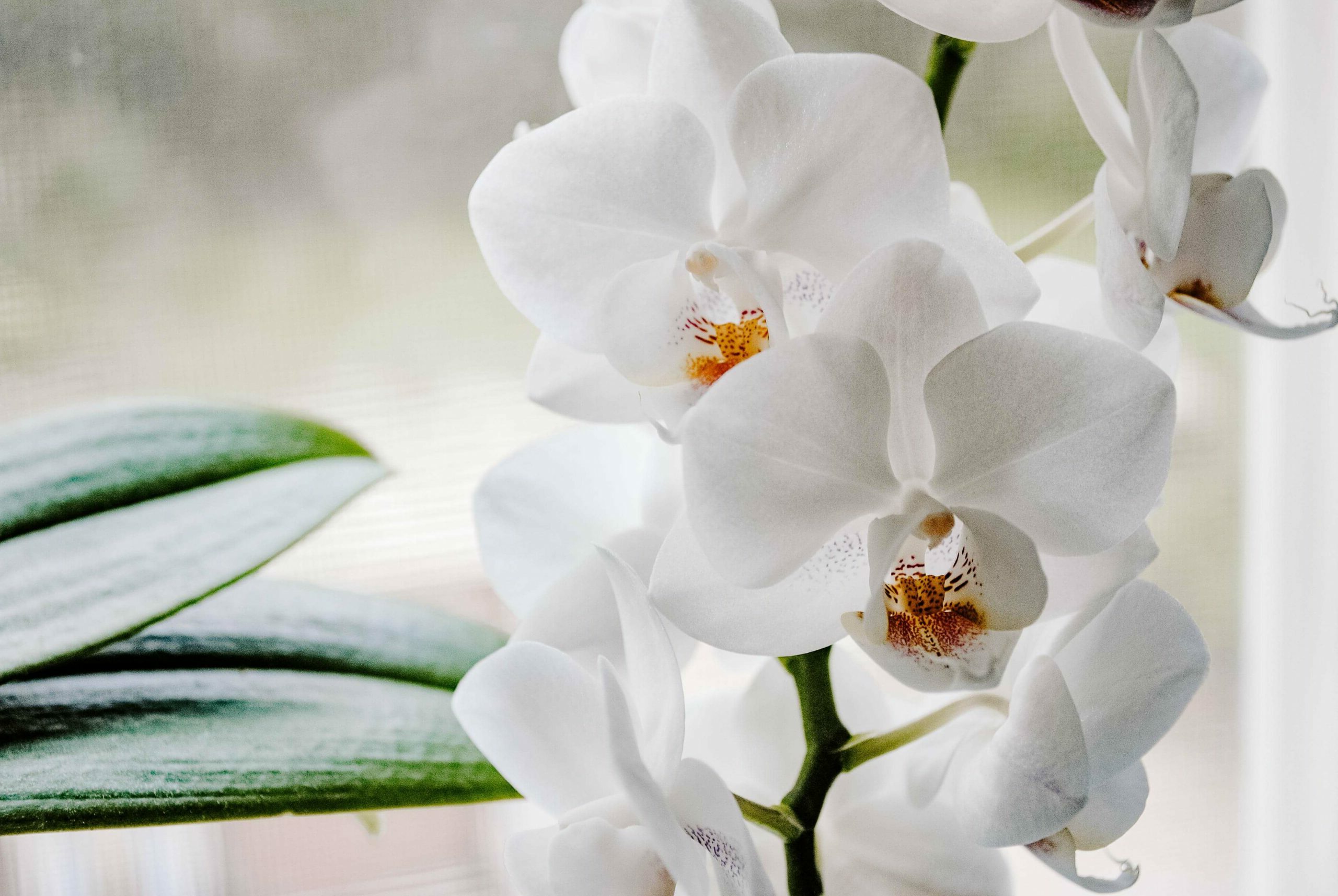 Täyden palvelun hautaustoimisto Kuopio. Valkoinen orkidea ikkunalla. 